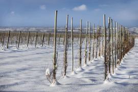 Alluvia Vineyard, Gualtallary, Uco